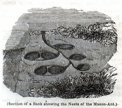 Nests of the Mason-Ant