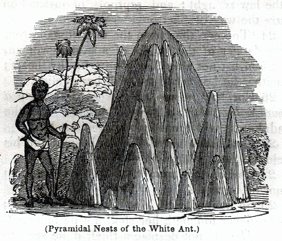 Pyramidal Nests of the White Ant