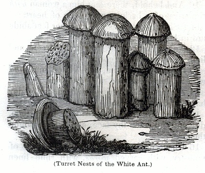 Turret Nests of the White Ant