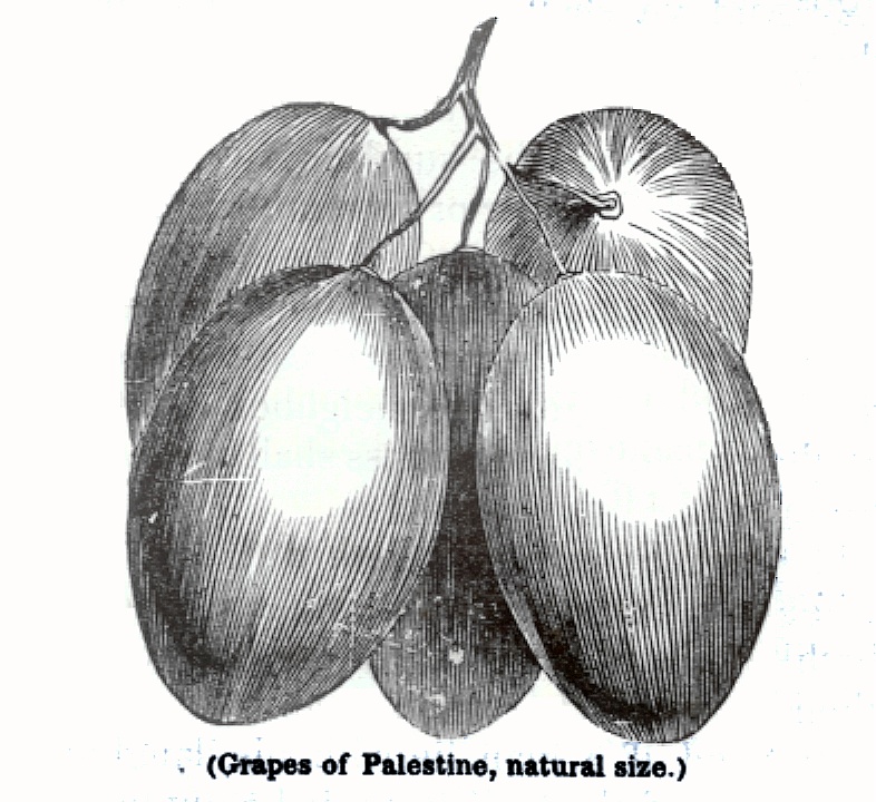 Grapes of Palestine