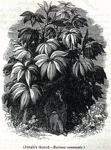 Jonah's Gourd - Ricinus communis