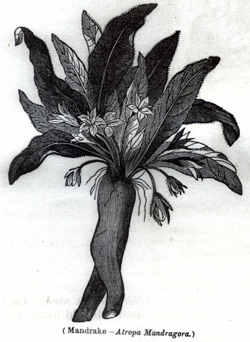 Mandrake