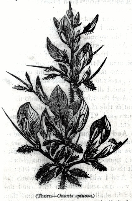 Thorn - Ononis spinosa