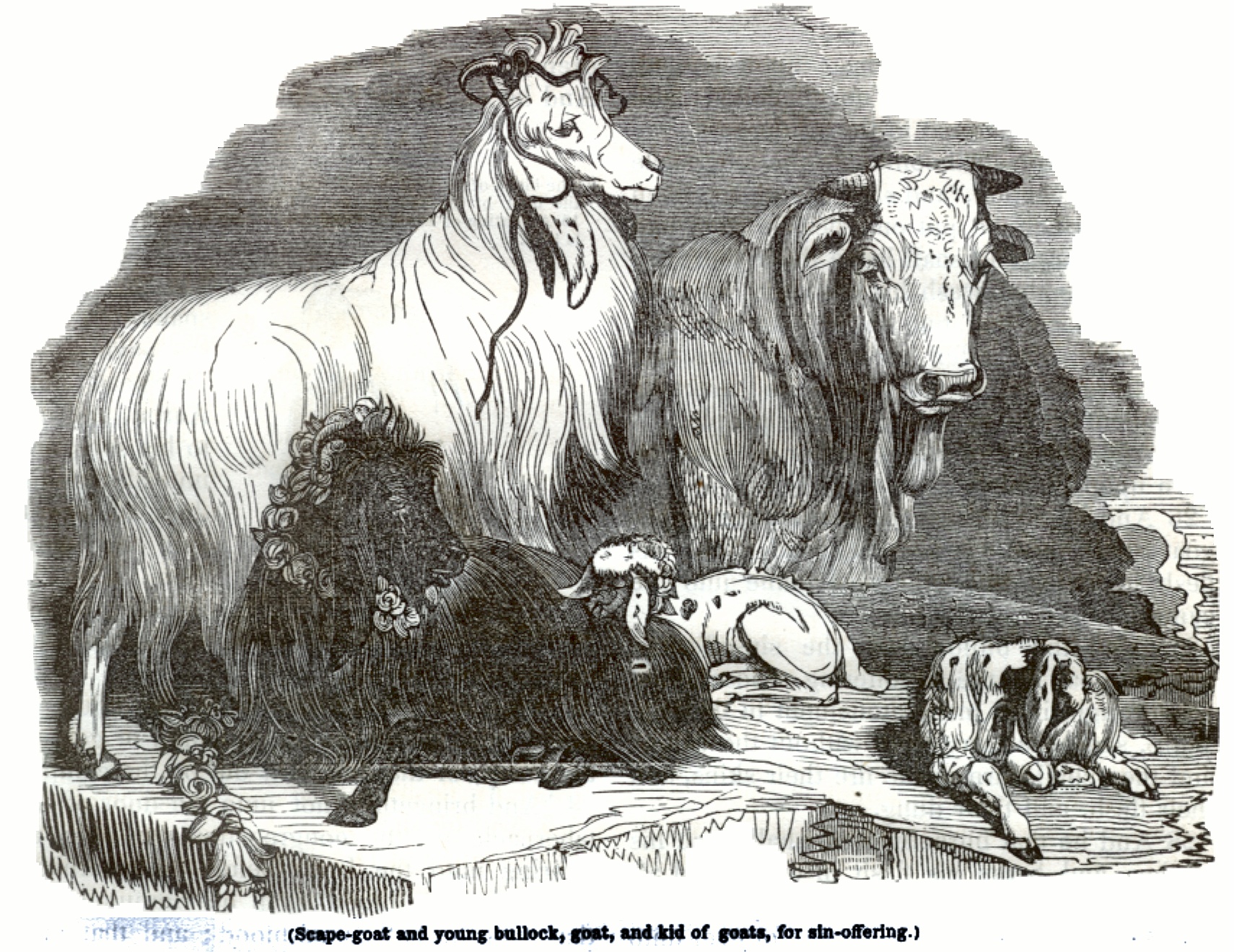 Scape goat, young bullock, goat, kid of goats, for sin offering