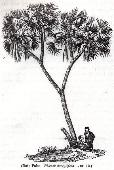 Date-Palm - Phoenix dactylifera