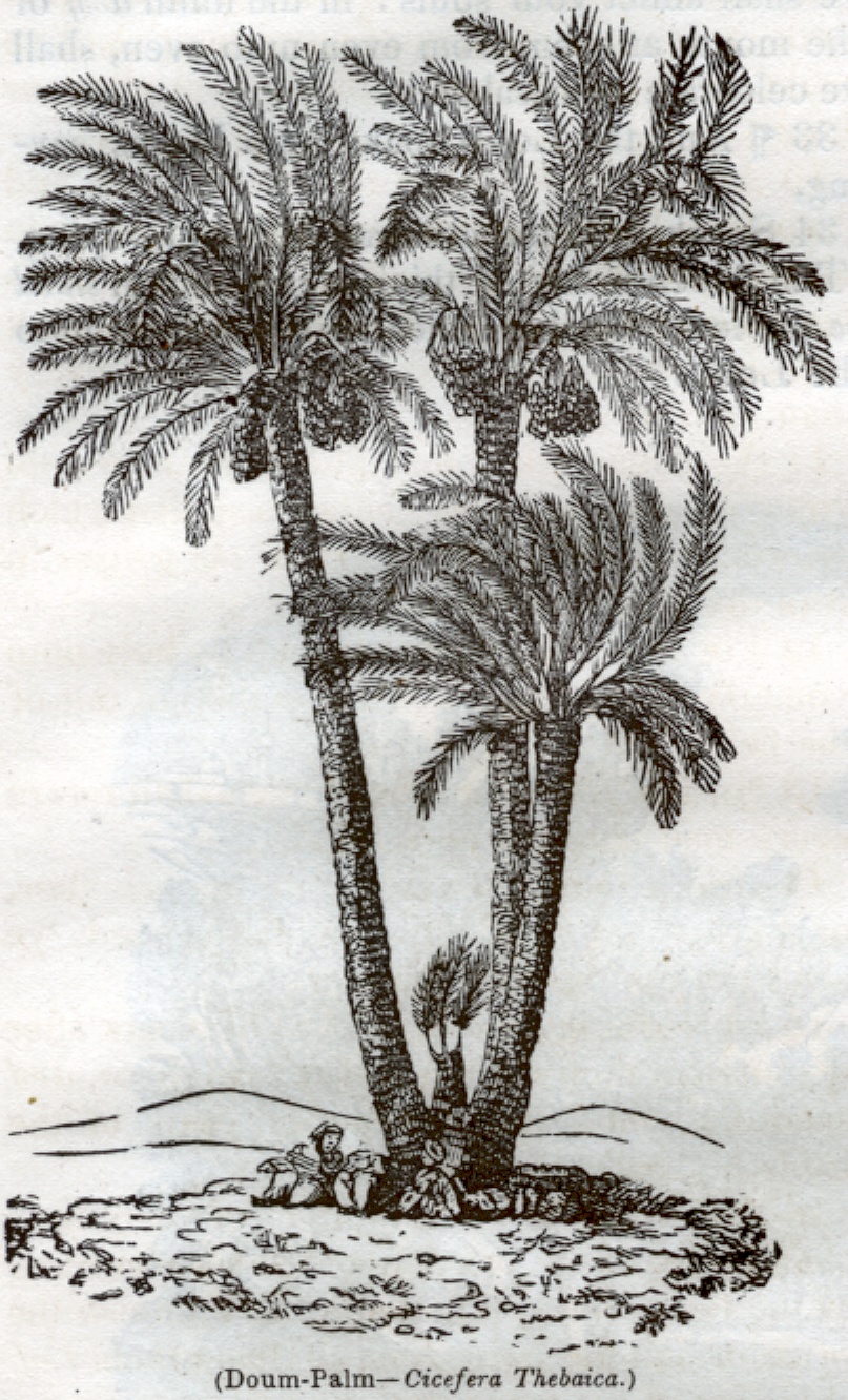 Doum Palm - Cicefera Thebaica