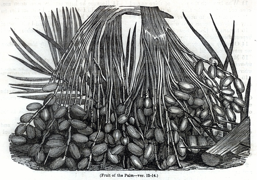 Fruit of Palm