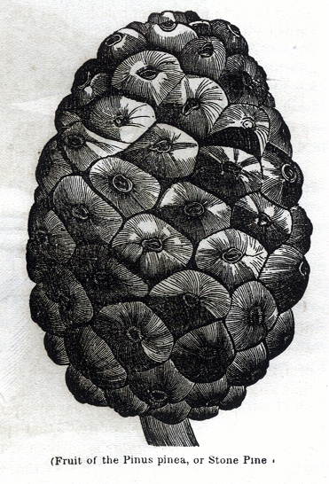 Fruit of the Pinus Pinea, or Stone Pine