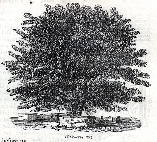 Oak