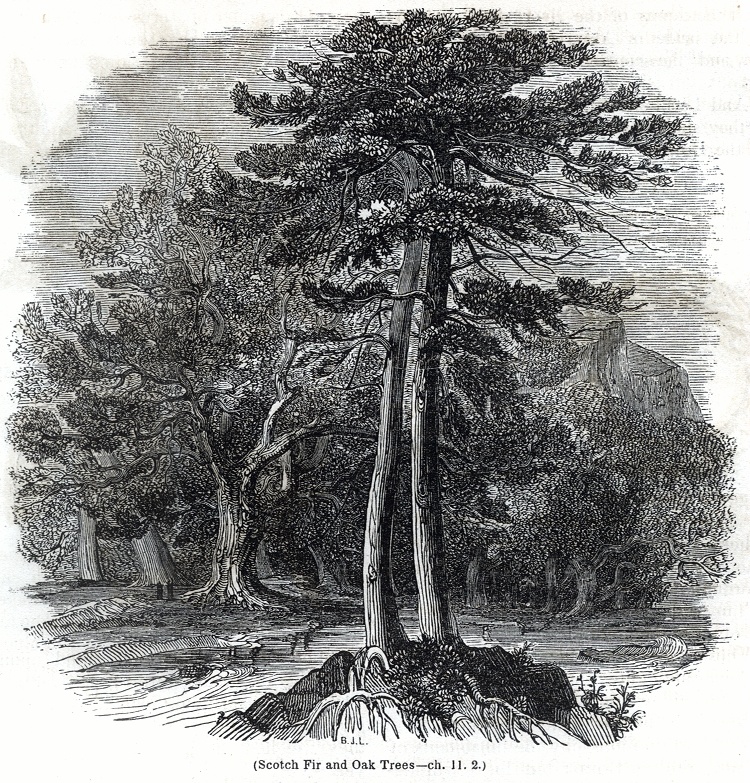 Scotch Fir and Oak Trees