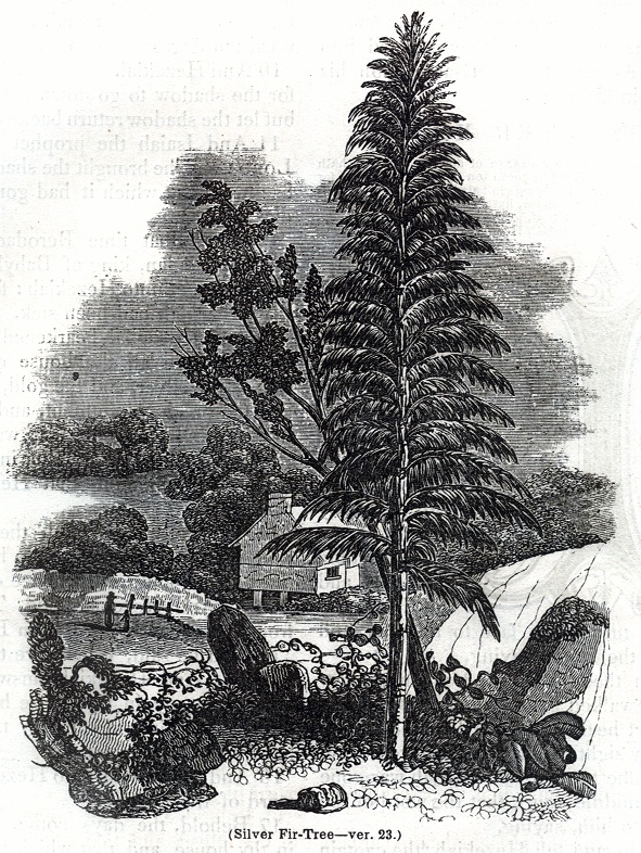 Silver Fir-Tree