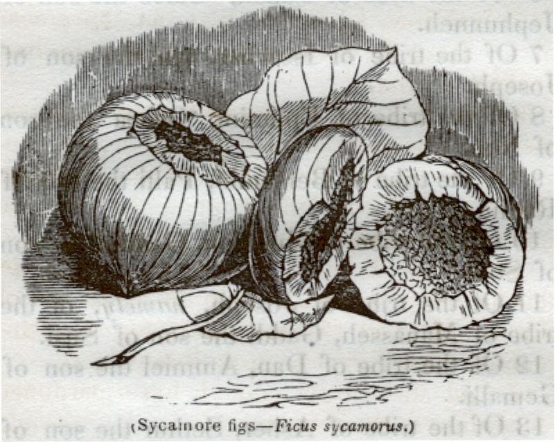 Sycainore Figs - Ficus Sycamorus