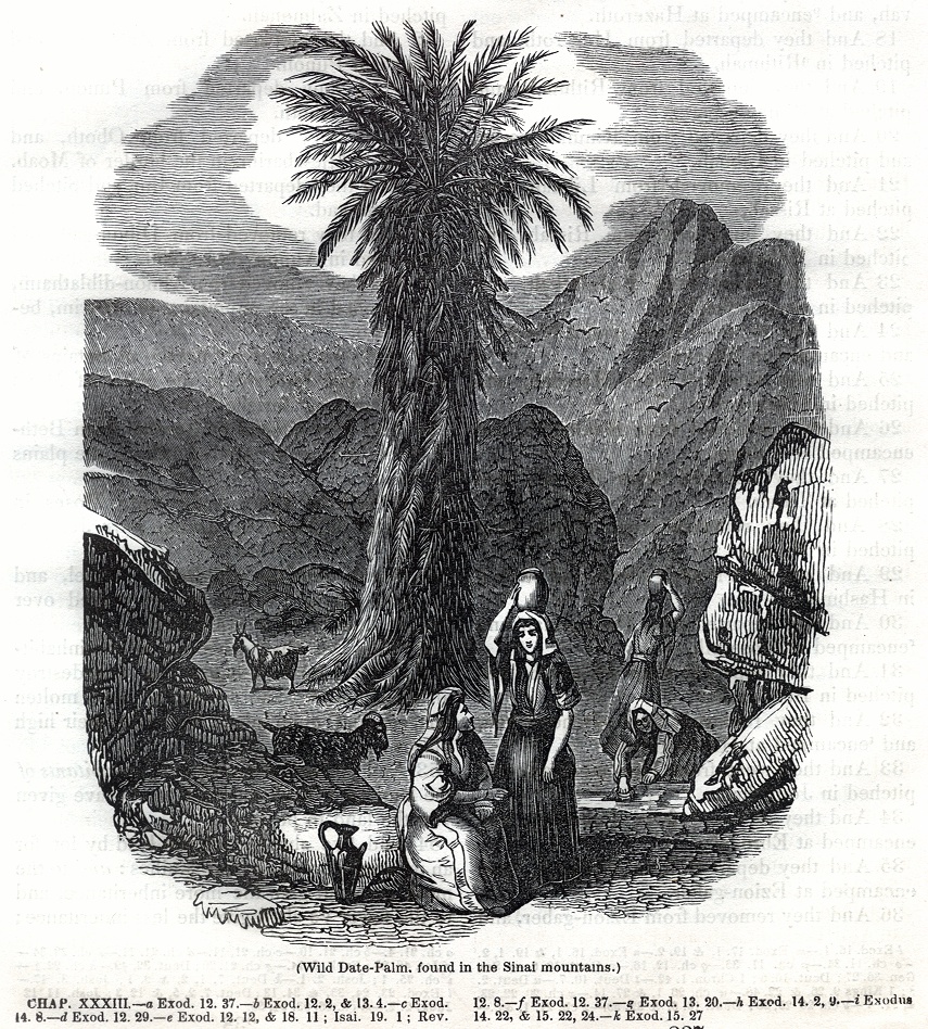 Wild Date Palm, found in the Sinai mountains