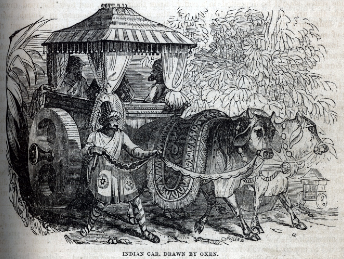 Indian Car, drawn by Oxen