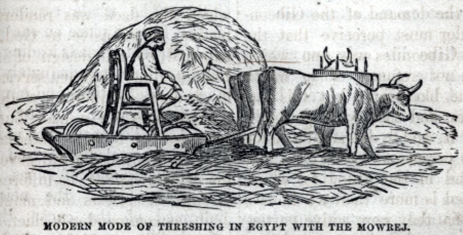 Modern Mode of Threshing in Egypt with the Mowrej