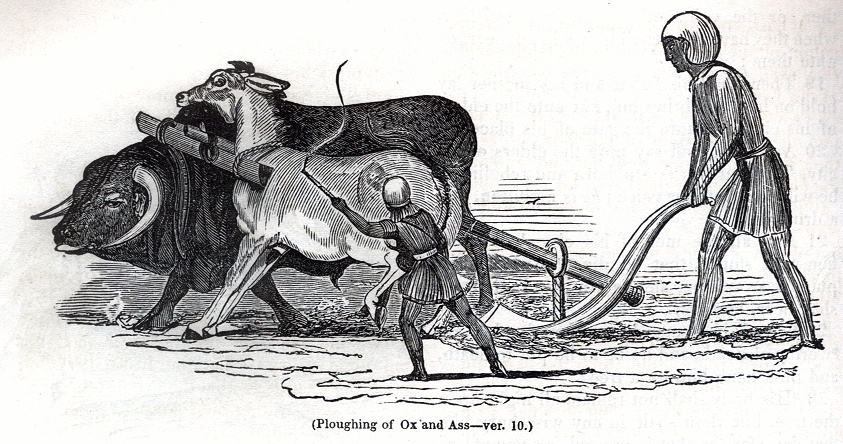 Ploughing of Ox and Ass