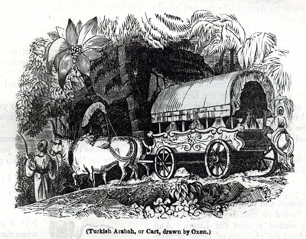 Turkish Arabah, or Cart, drawn by Oxen