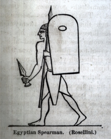 Egyptian Spearman